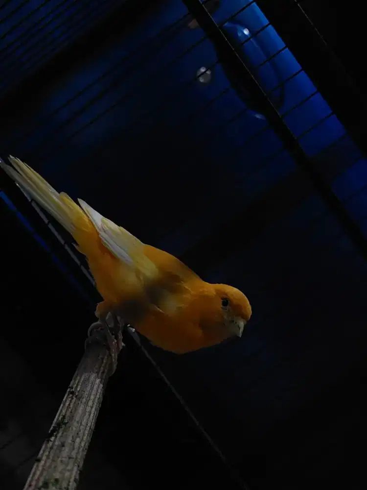 Burung Canary wortoll