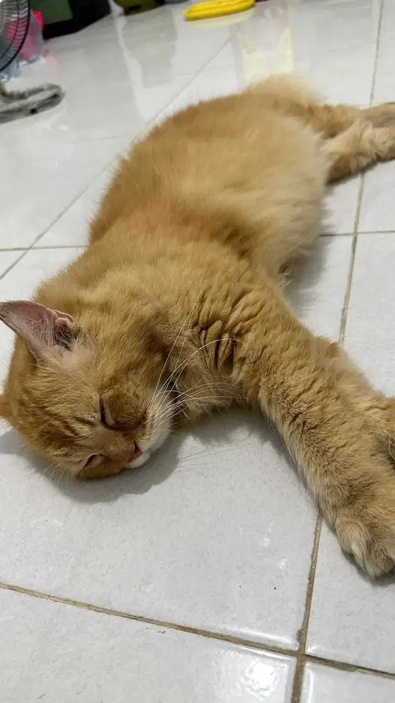 Oyen lucu sudah steril