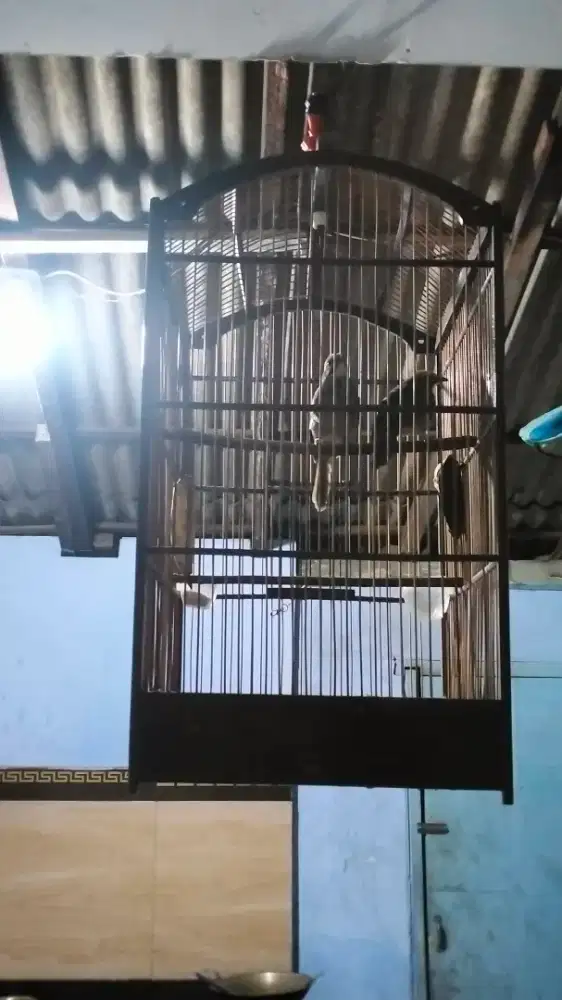 Cucak rowo sepasang mapan