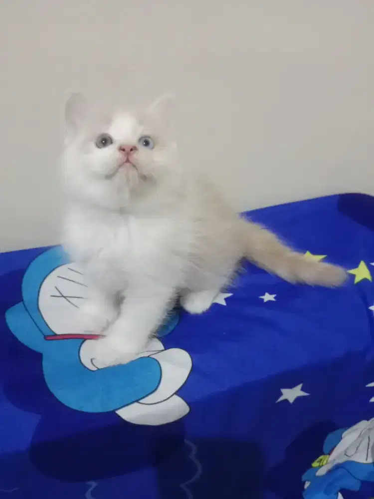 Persia kitten odd eyes cream putih