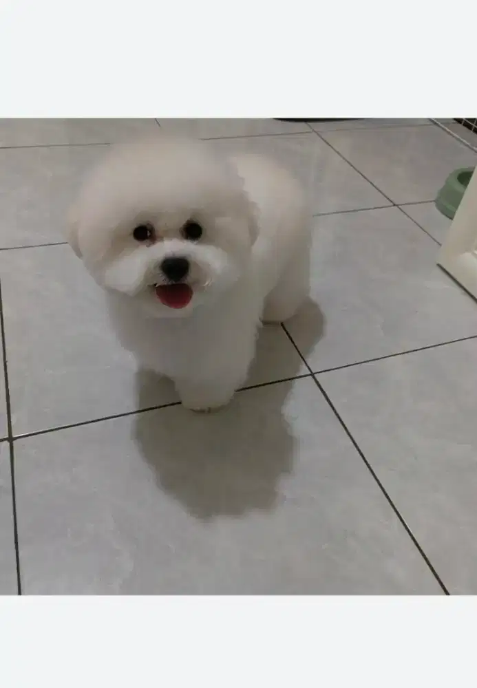 Bichon Frise Female