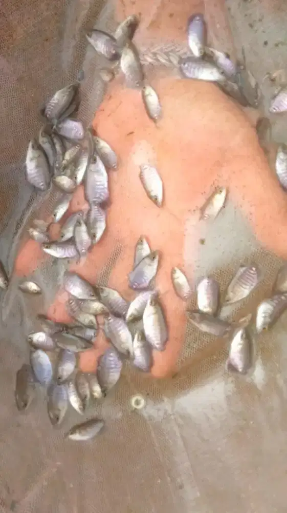 Gurami segede kuku