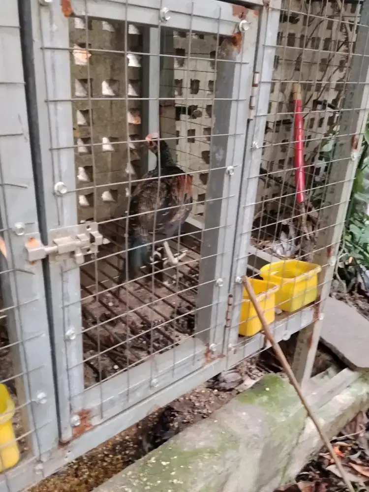 Ayam hutan hijau