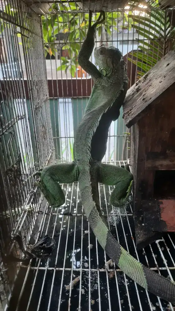 Iguana panjang 1 meter baru