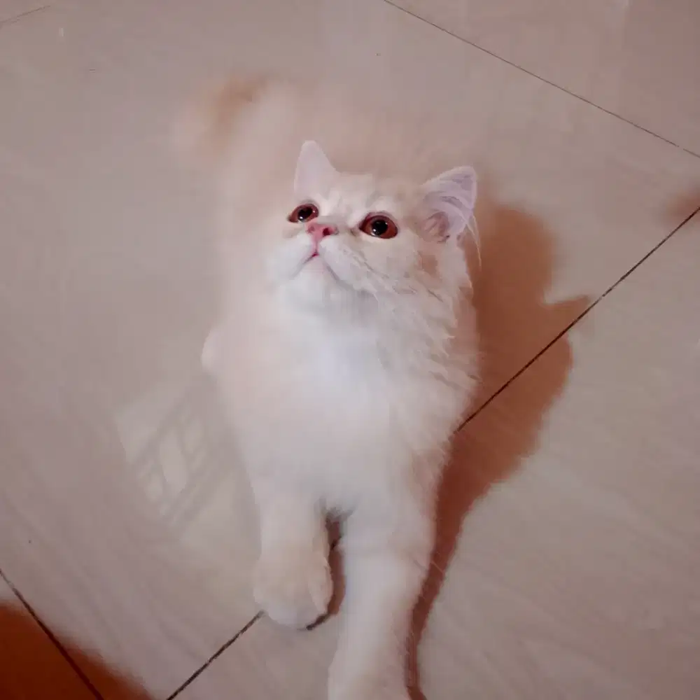 Dijual Persia jantan