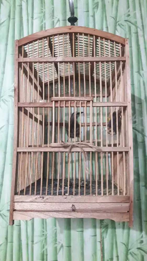Burung trucukan + kandang burcil
