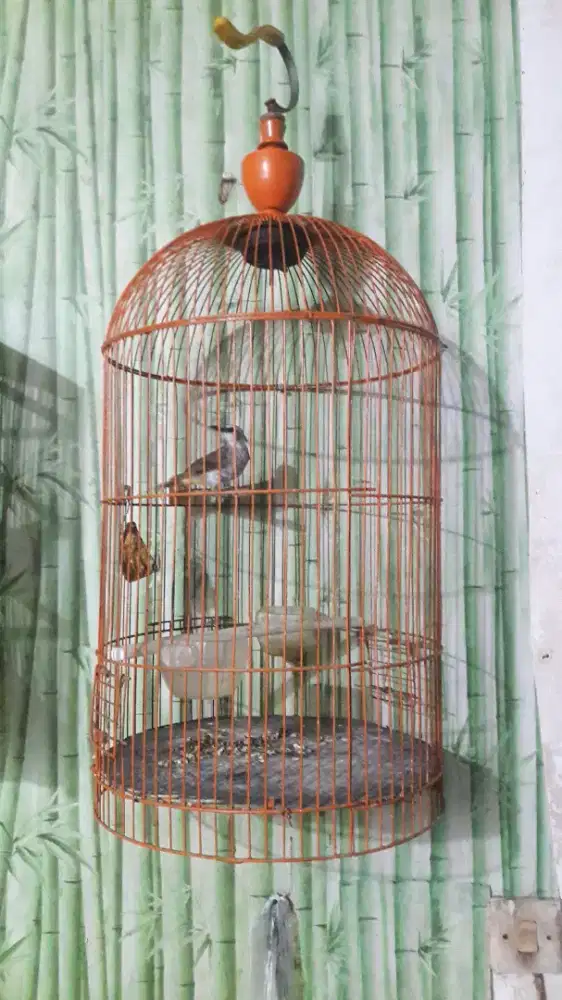 Burung trucukan + kandang lb