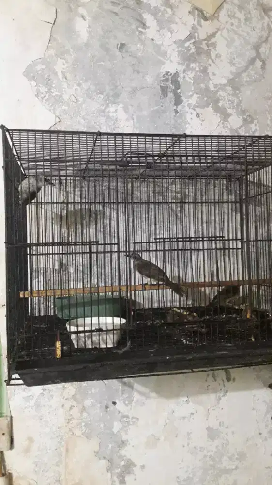 Burung trucuk 2 ekor+merbah 1 ekor
