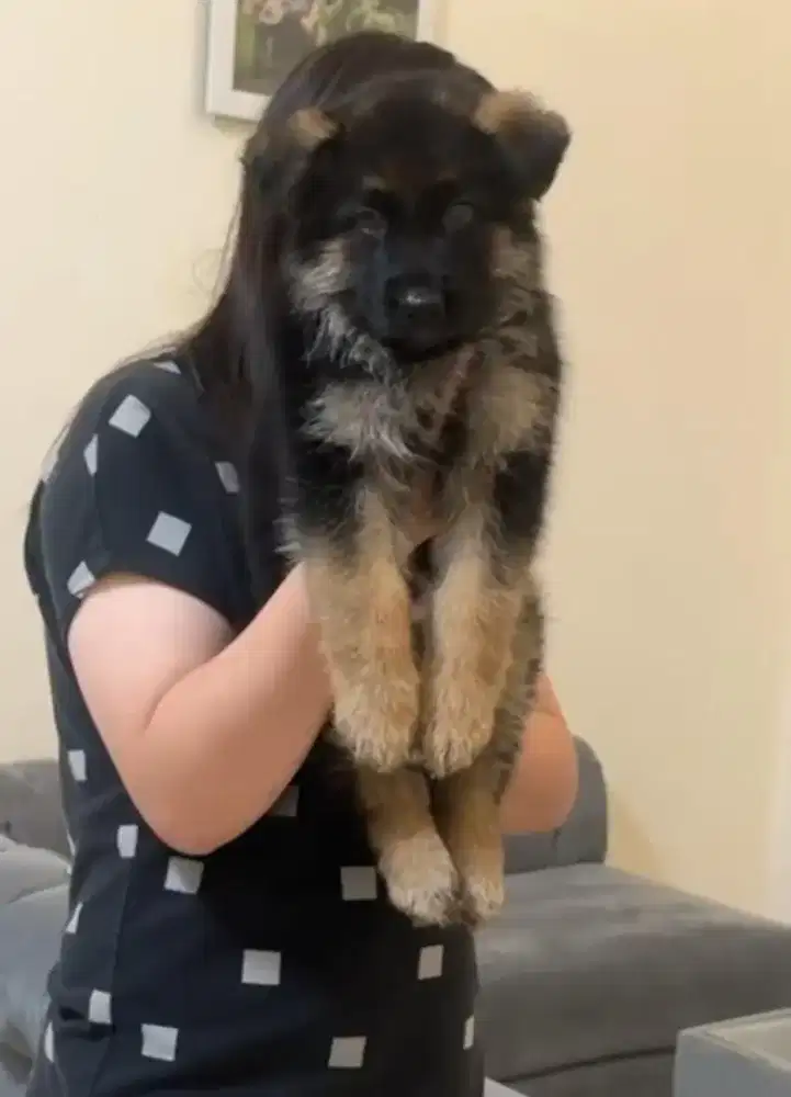 GERMAN SHEPERD & ROTTWEILER
