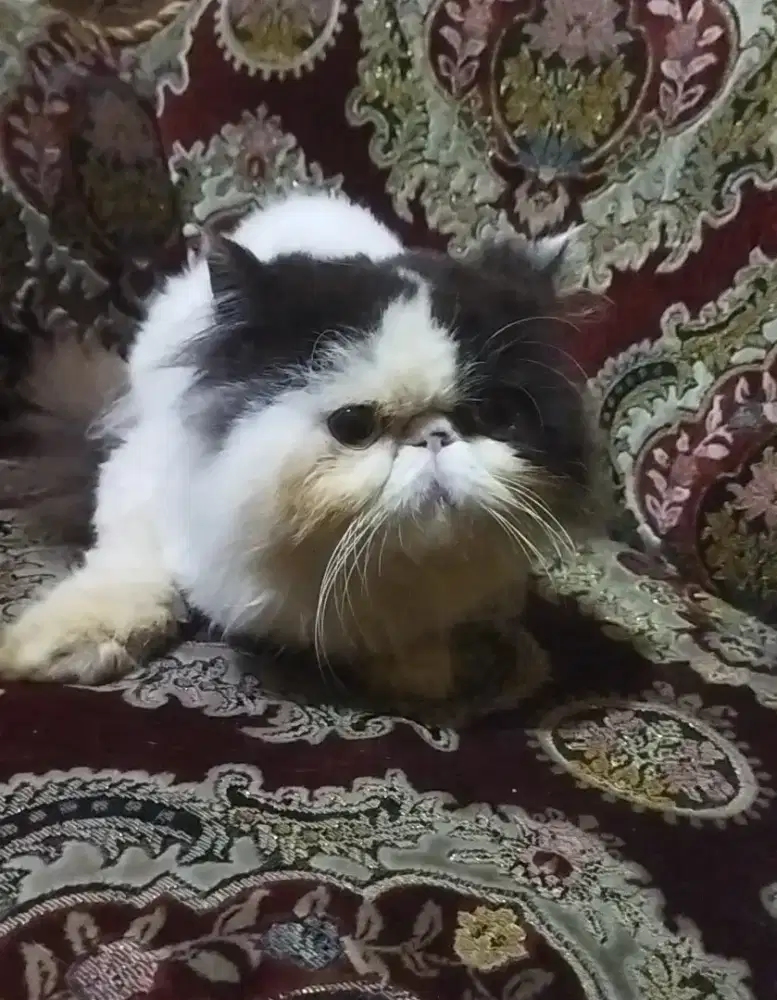 Persian Peaknose Betina