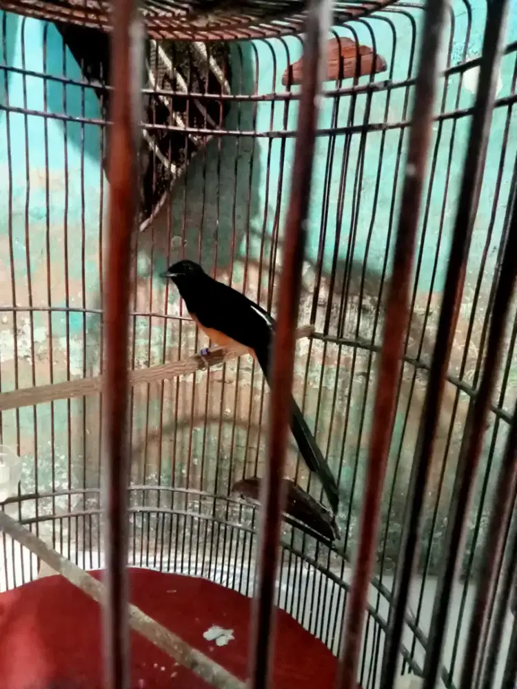 Burung Murai Batu