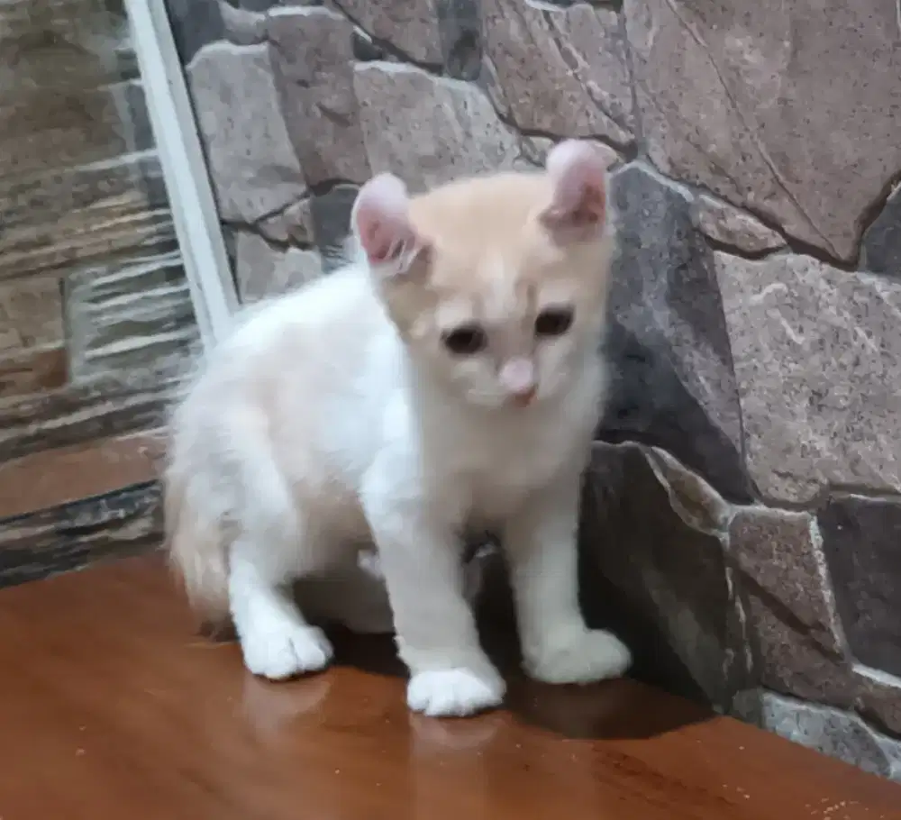 American curl cream white jantan