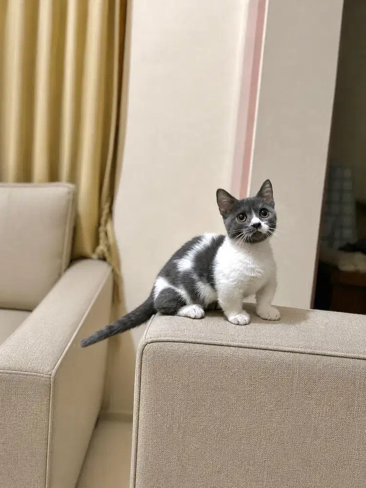 Bsh munchkin british shorthair kucing kitten