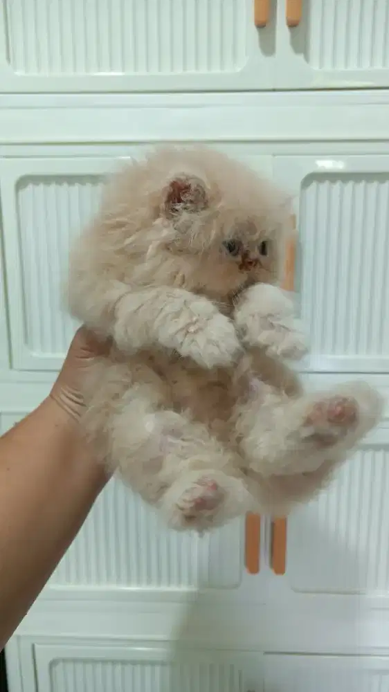 Kucing betina peaknose longhair