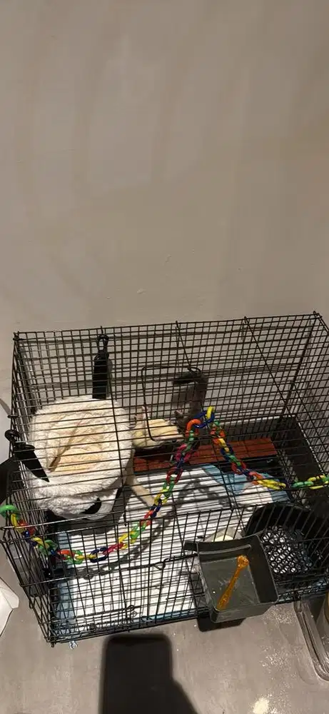 Open Adopt Sugar Glider + Kandang
