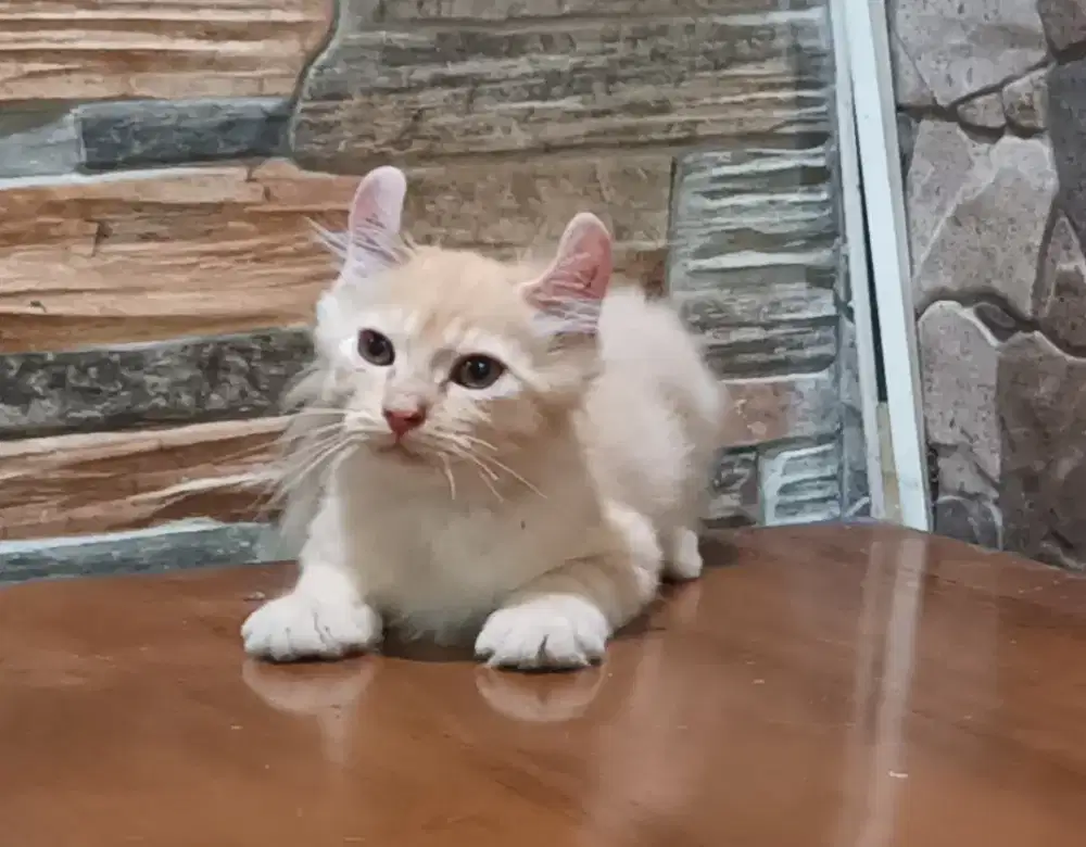 American curl oyen jantan