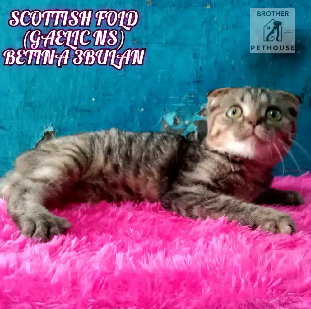 SCOTTISH FOLD (GAELIC NS)