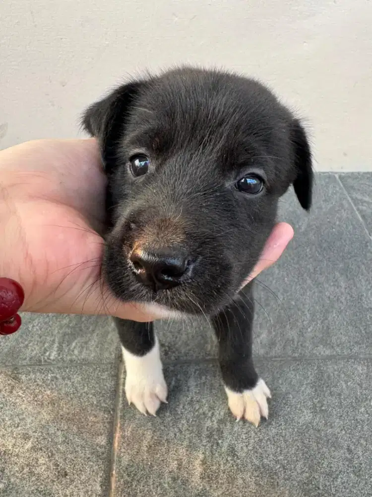 Anak Anjing Puppy 1 Bulan Mixed Golden Black Labrador Jantan Betina