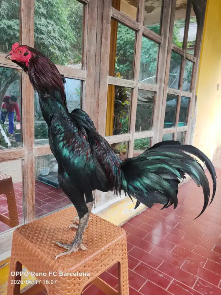 Pamakhoy Umur 7 bulan