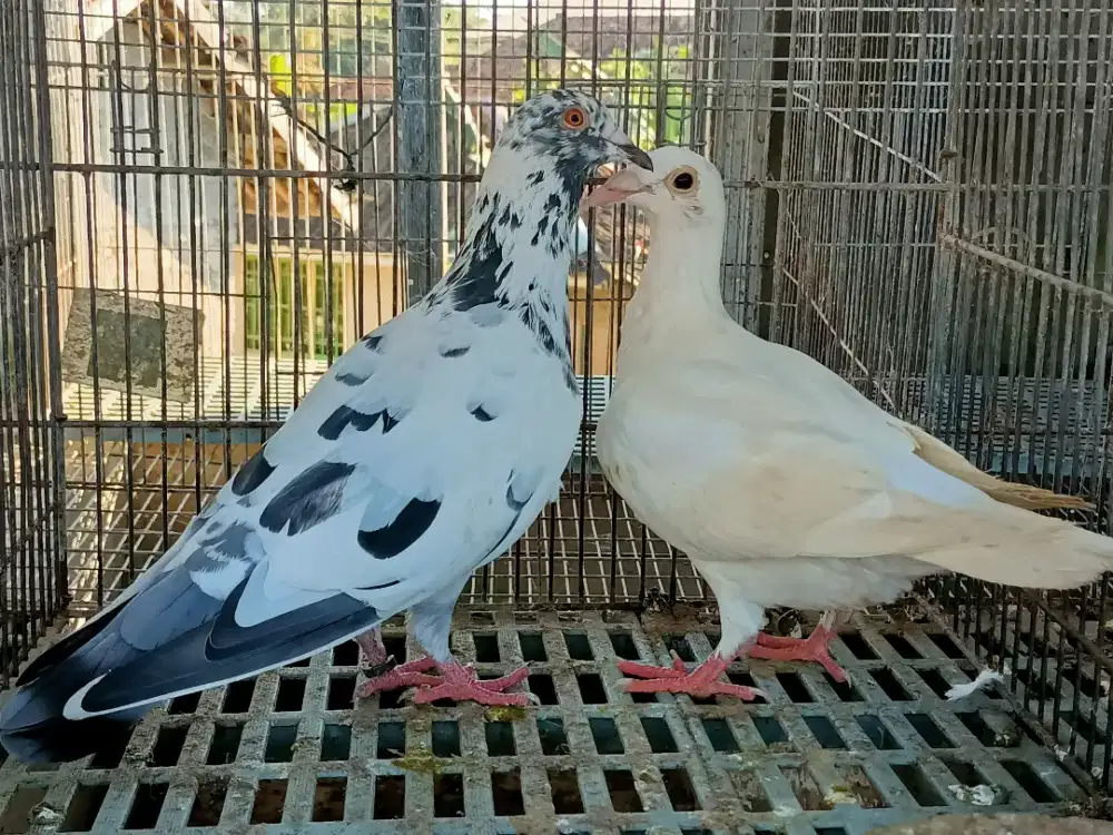 Merpati pos Blorok x putih indukan