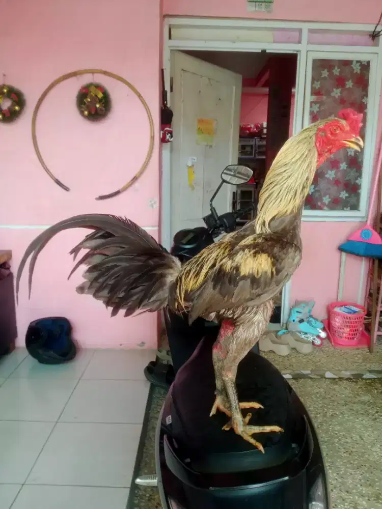 Ayam Bangkok Super