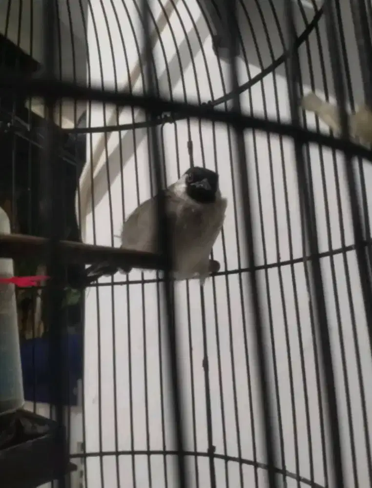 Burung kutilang