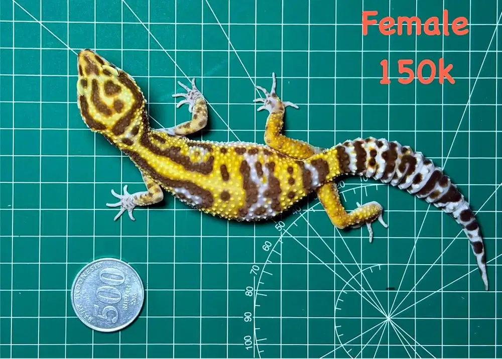 Leopard Gecko...