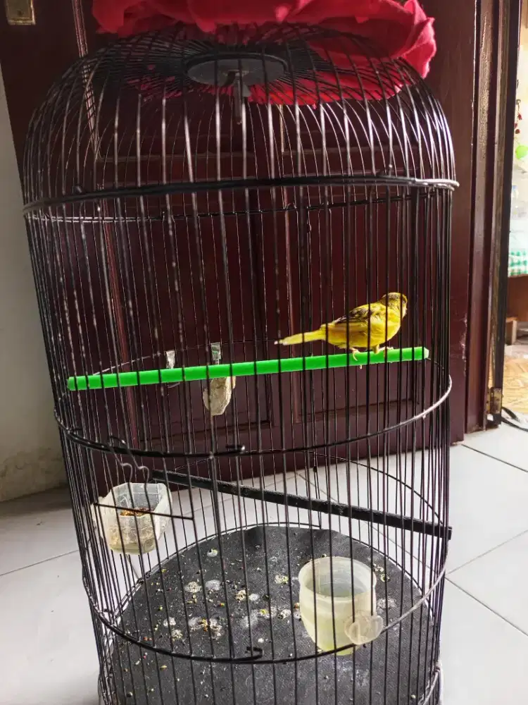 Kenari Jantan full set