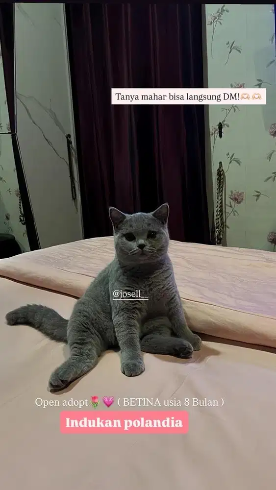 Di jual / open adpot kucing british short hair