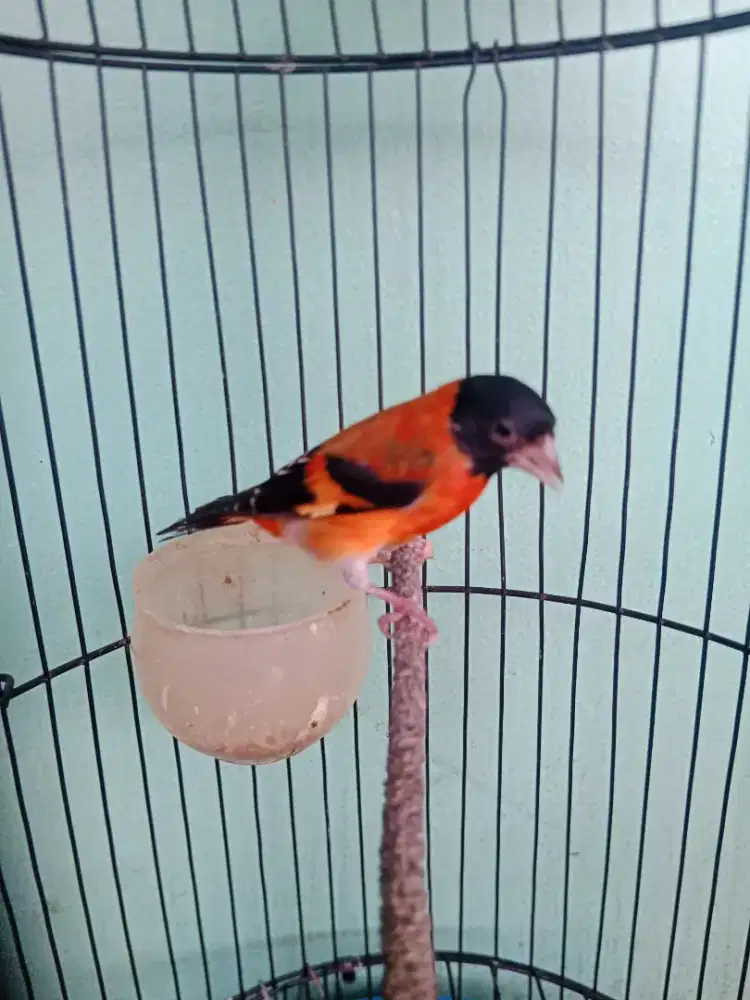 Red siskin gacor
