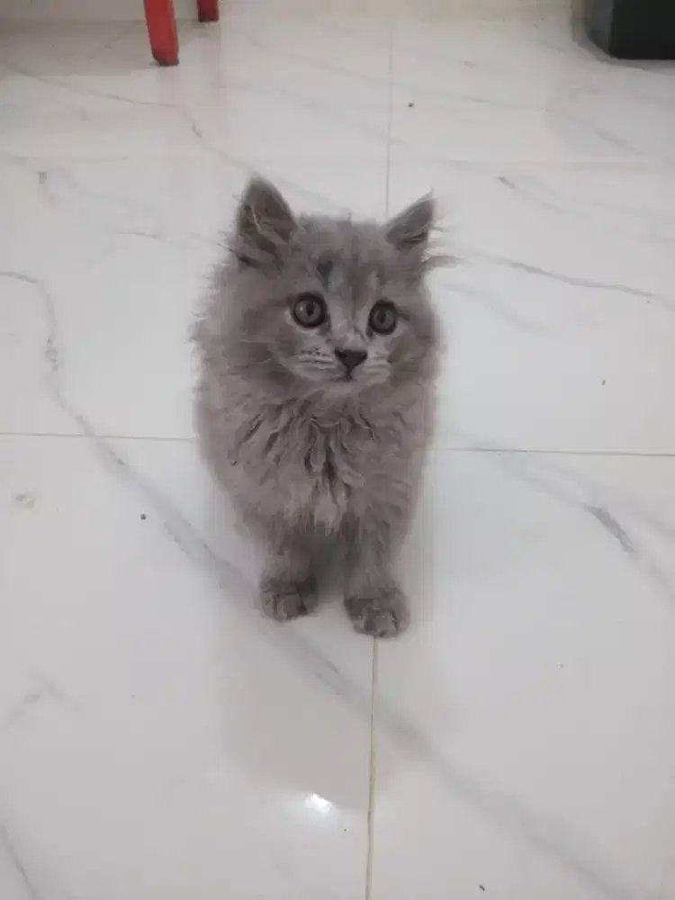 KITTEN PERSIA JANTAN