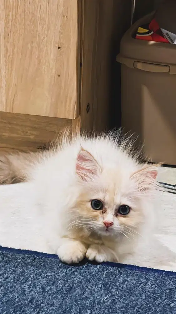 Ragdoll Cat Kitten
