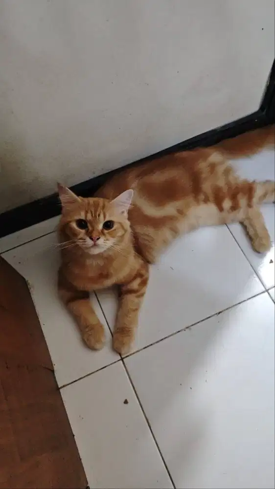 Di jual kucing Persia Flatnose Murah Usia kurang lebih 5 tahun betina