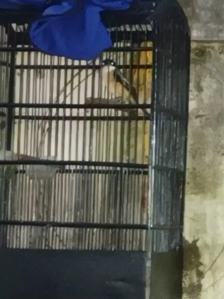 Pentet dada putih