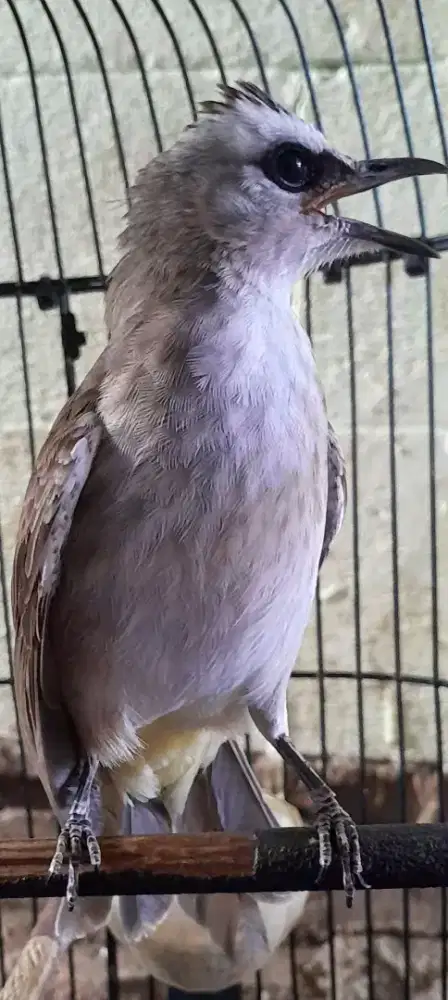 BURUNG TRUCUKAN BODY BOHAY JINAK BUNYI NGIPLIK