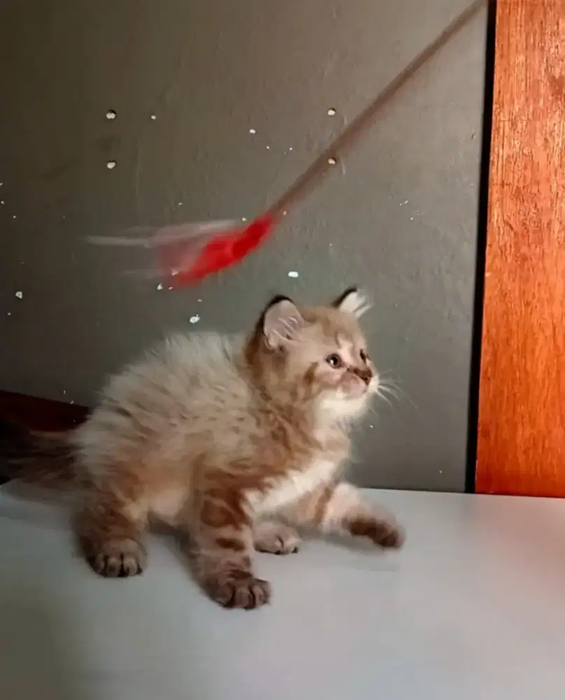 Kucing anakan coklat