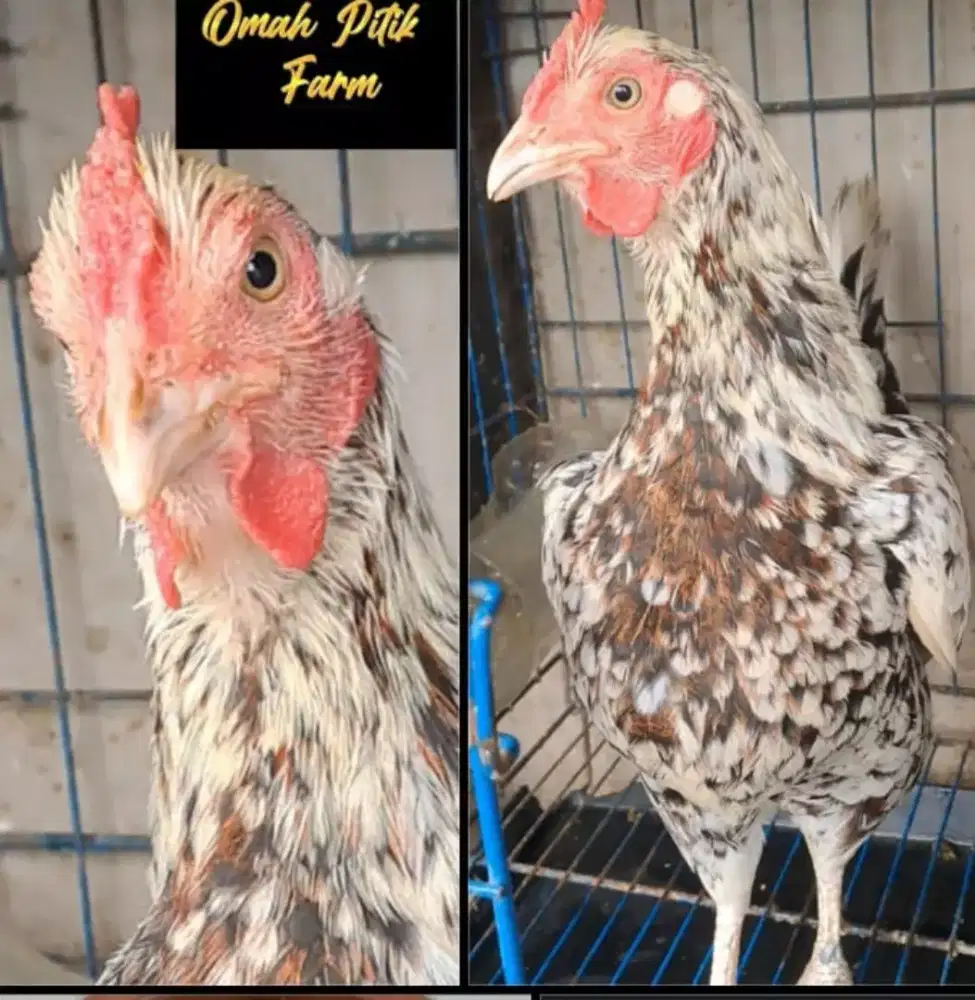 Ayam ketawa betina durasi sambung jengger mawar