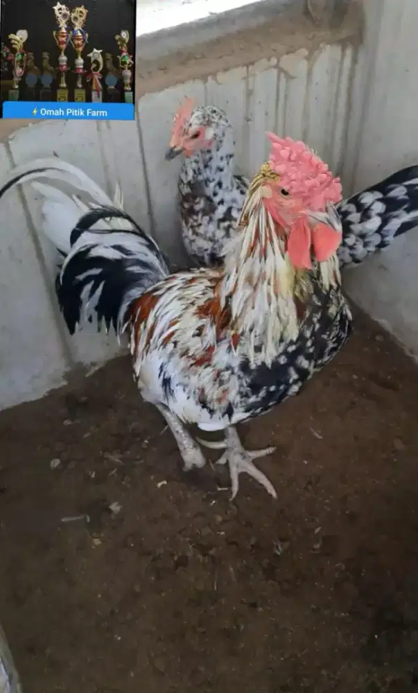 Ayam ketawa sepasang pacek indukan dursam/durasi