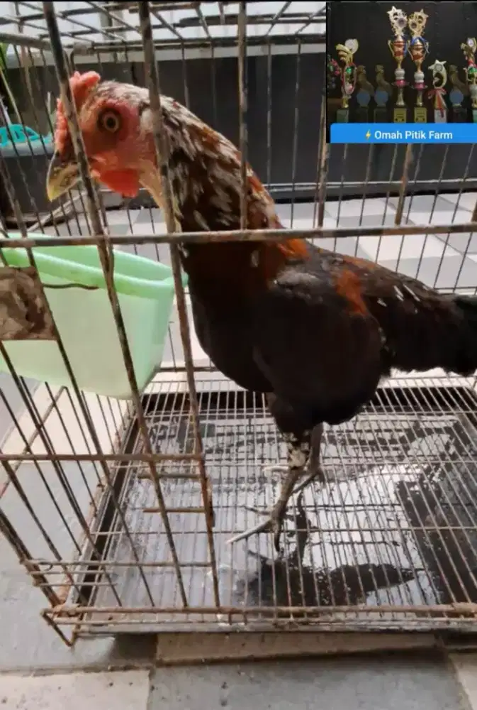 Ayam Ketawa Jantan Jengger Mawar