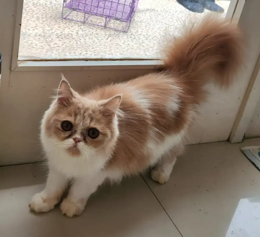 Kucing persia betina