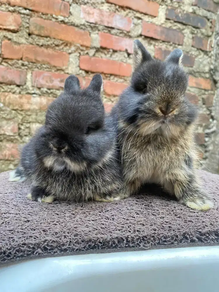 Kelinci Nd. Netherland dwarf