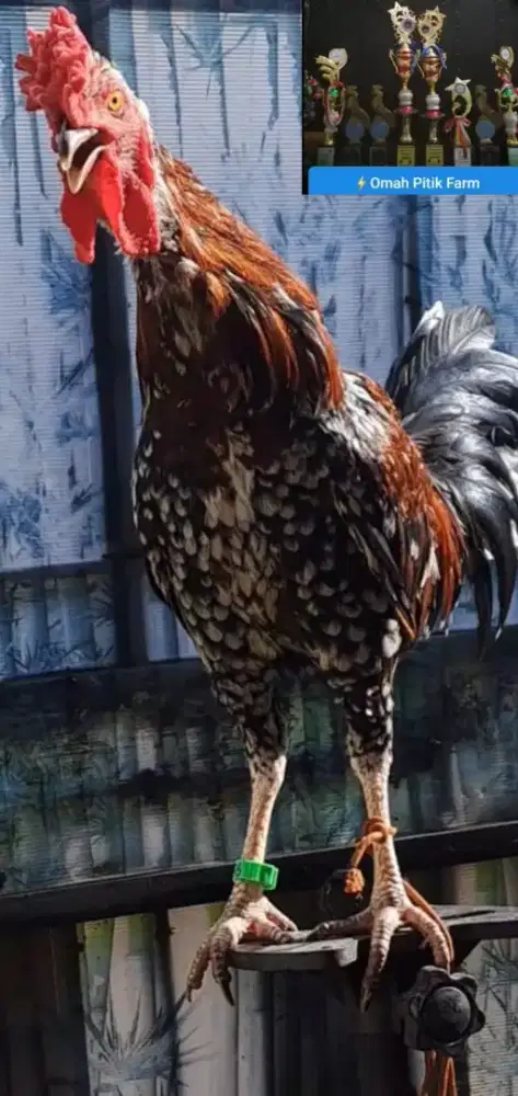 Ayam Ketawa Jantan Murah