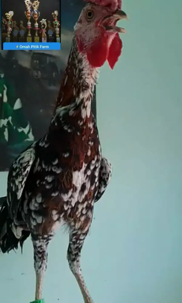 Ayam Ketawa Jantan Trah Dursam Usia 3 Bulan