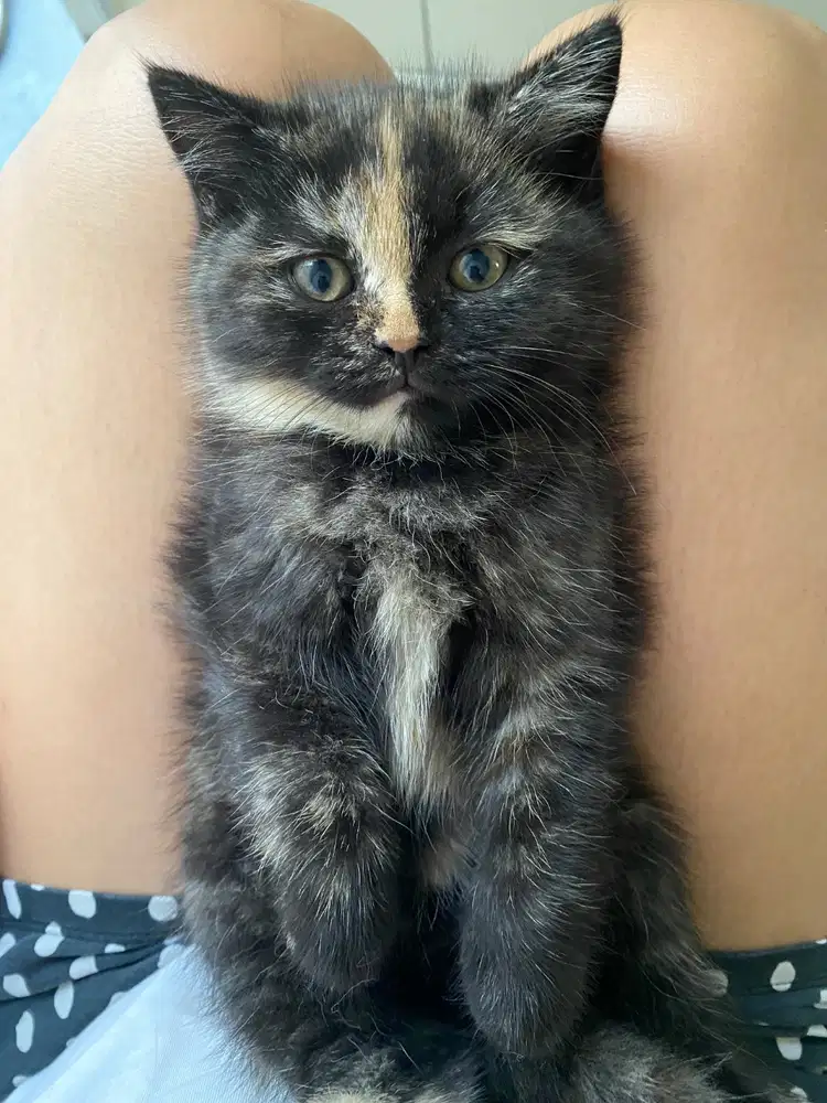 Kucing BSh shorthair x scottish fold usia 1 bulan