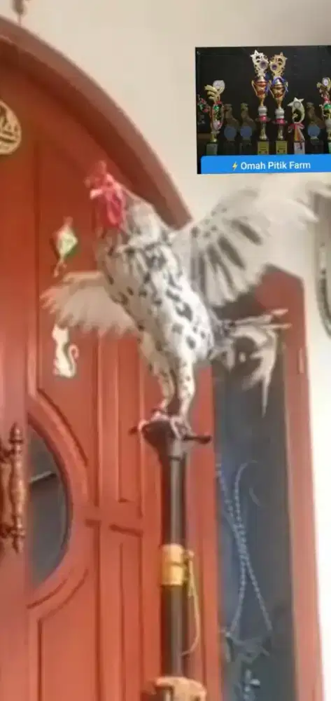 Ayam Ketawa Jantan type Slow