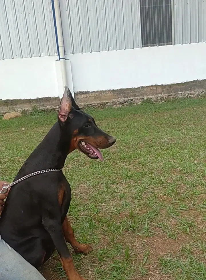 Doberman sepasang