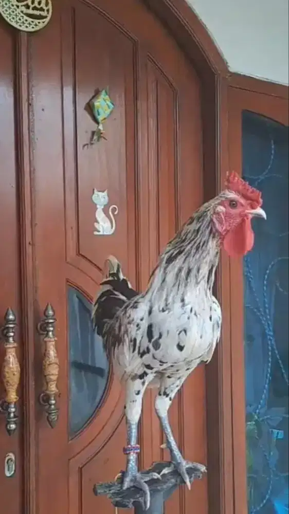 Ayam Ketawa Jantan type Slow Body Big Size Jengger Unik Mawar