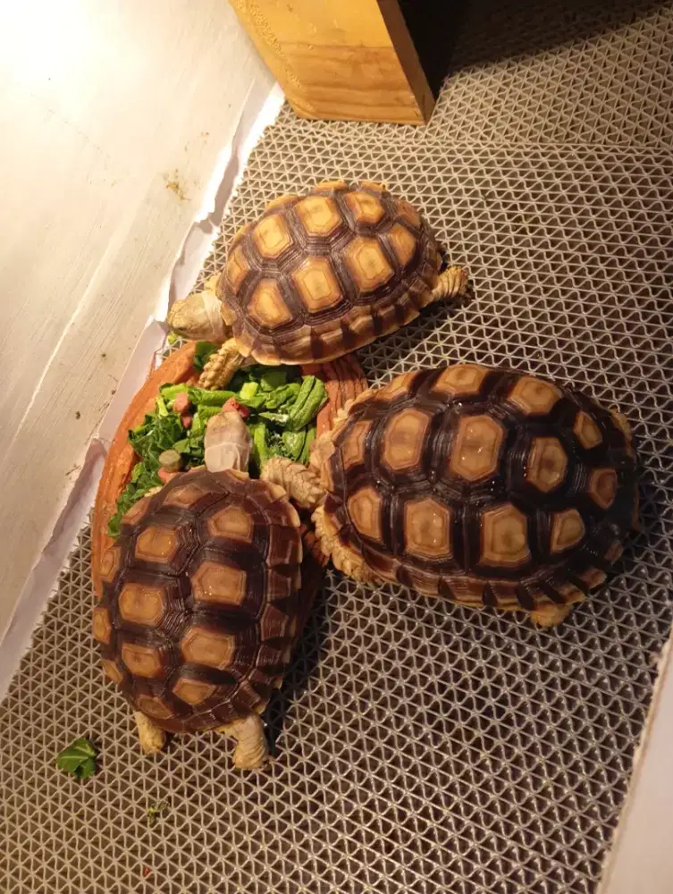 SULCATA PARDALIS 6CM 7CM 11CM