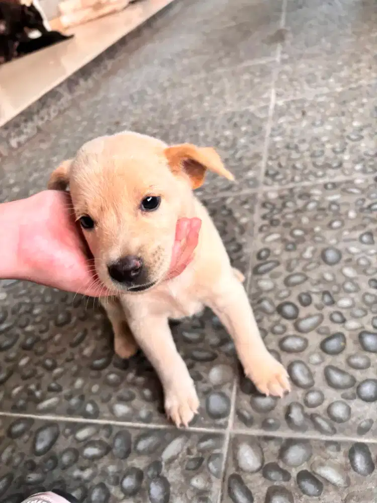 Puppy for adopt