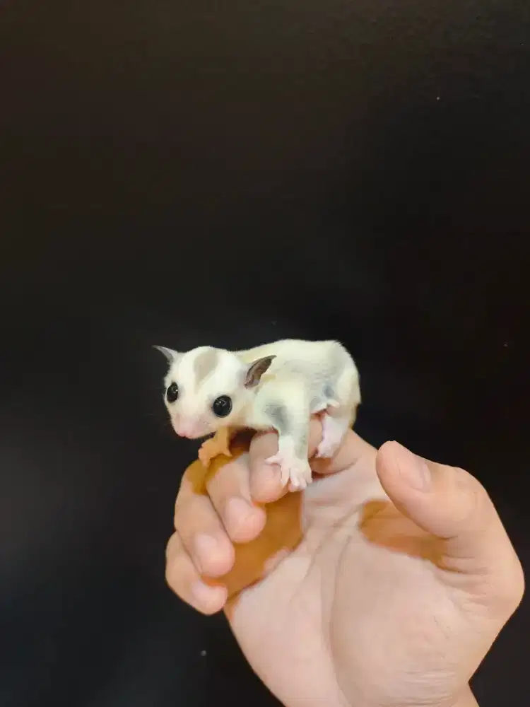 Sugar glider platinum jantan usia 3minggu